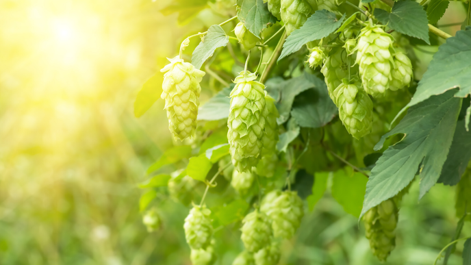 Better-Aging: Hopfen als Power-Wirkstoff