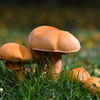 Testen Sie Ihr Wissen: Das große Pilz-Quiz