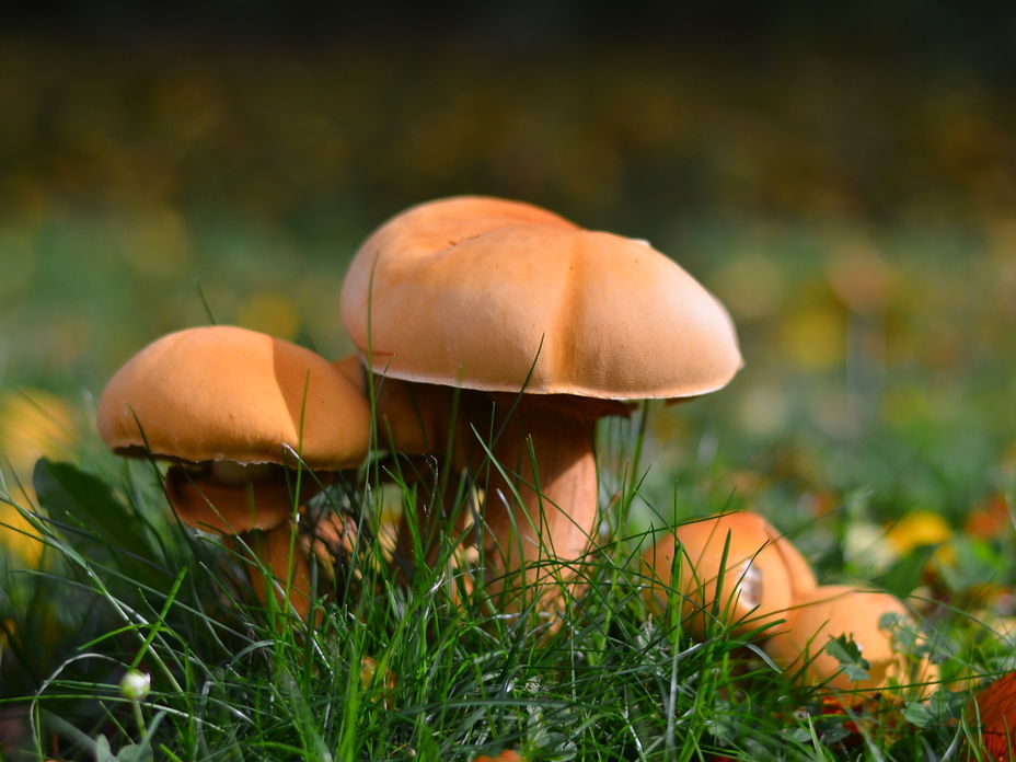 Pilz Quiz