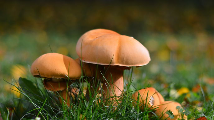 Testen Sie Ihr Wissen: Das große Pilz-Quiz