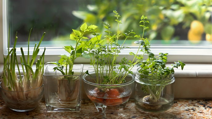 Regrowing: Aus Bio-Resten einfach neues Gemüse ziehen