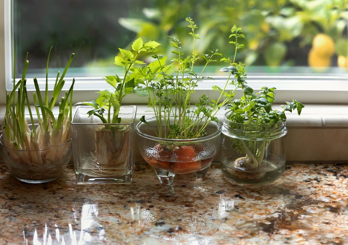 Regrowing: Aus Bio-Resten neues Gemüse ziehen