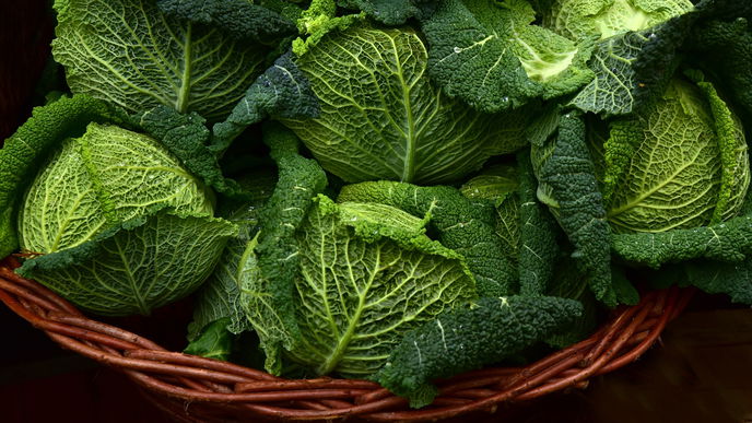 Grünes Superfood: Wirsing richtig zubereiten