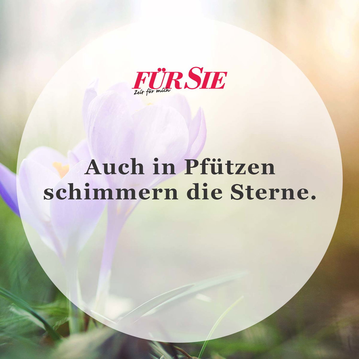 Spruch des Tages