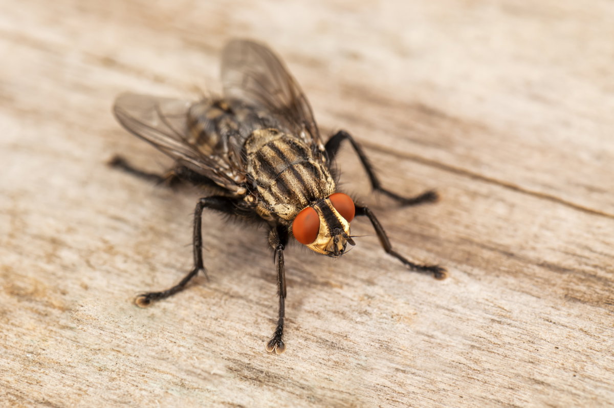 Fliegen vertreiben mit Hausmitteln