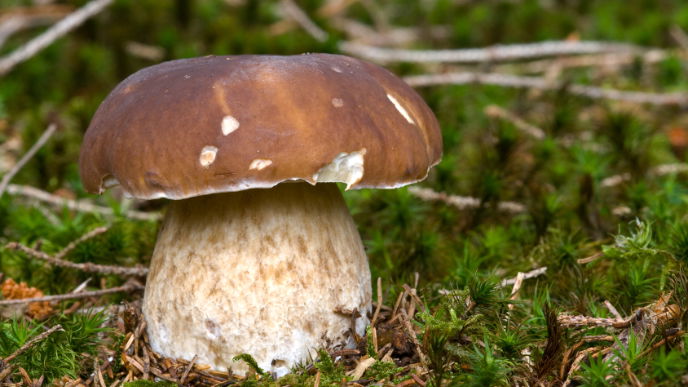 Steinpilze sammeln und richtig zubereiten: Die wichtigsten Tipps
