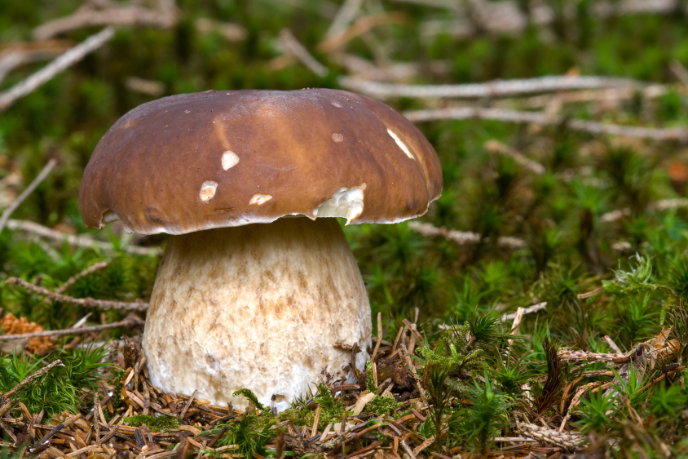 Steinpilze zubereiten