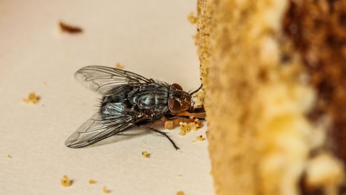Fliegen vertreiben: Das sind die besten Hausmittel