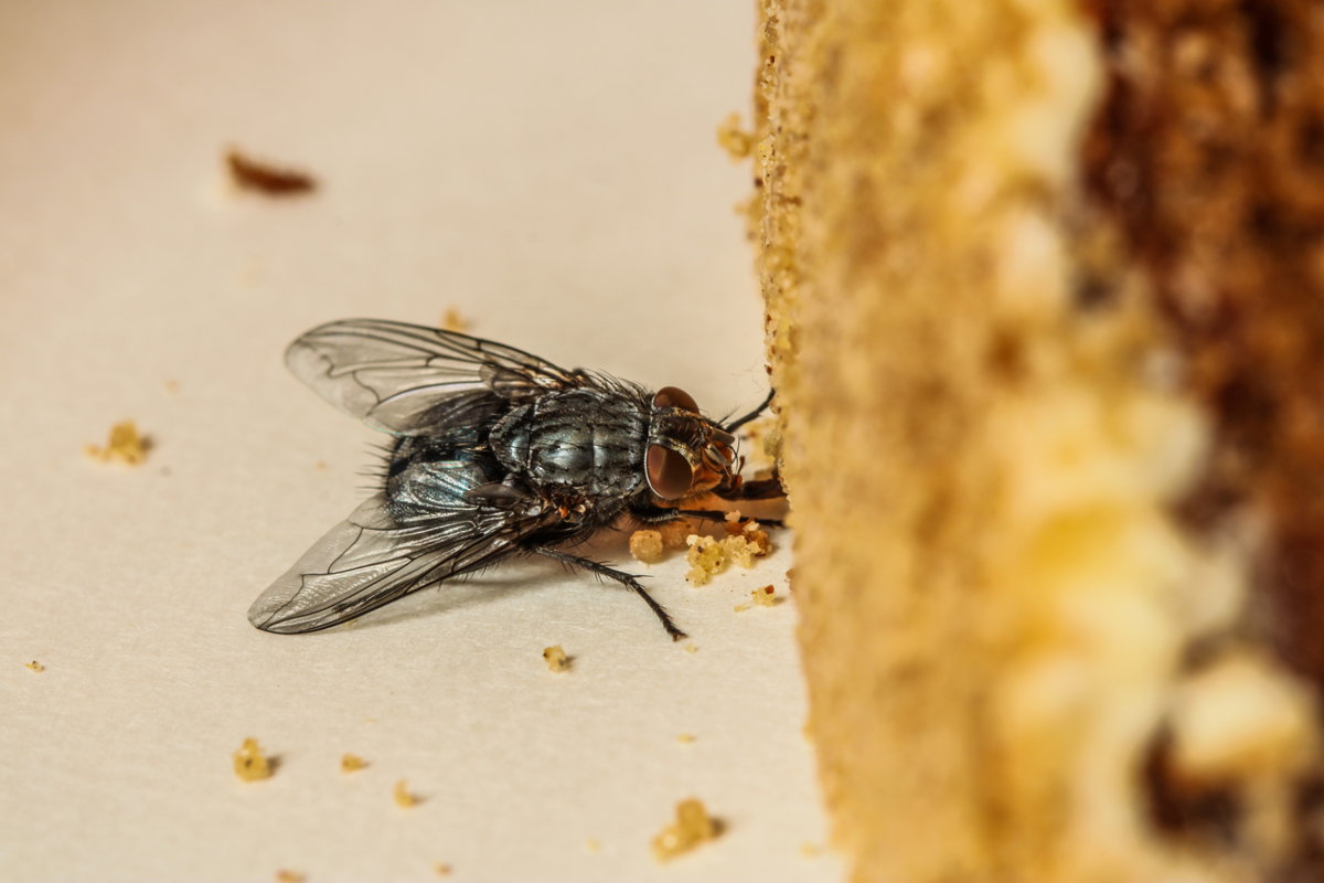 Fliegen vertreiben mit Hausmitteln