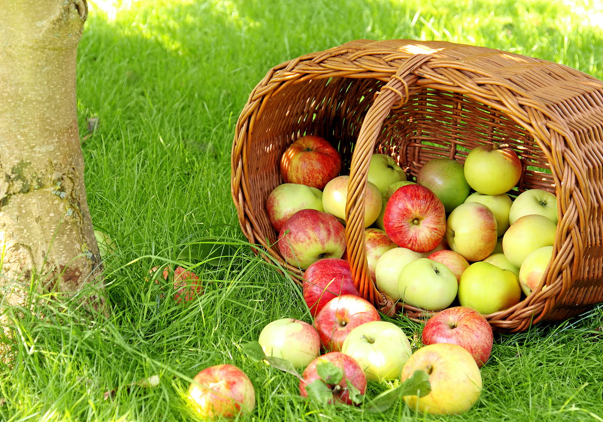 Apfelernte im Spätsommer Herbst