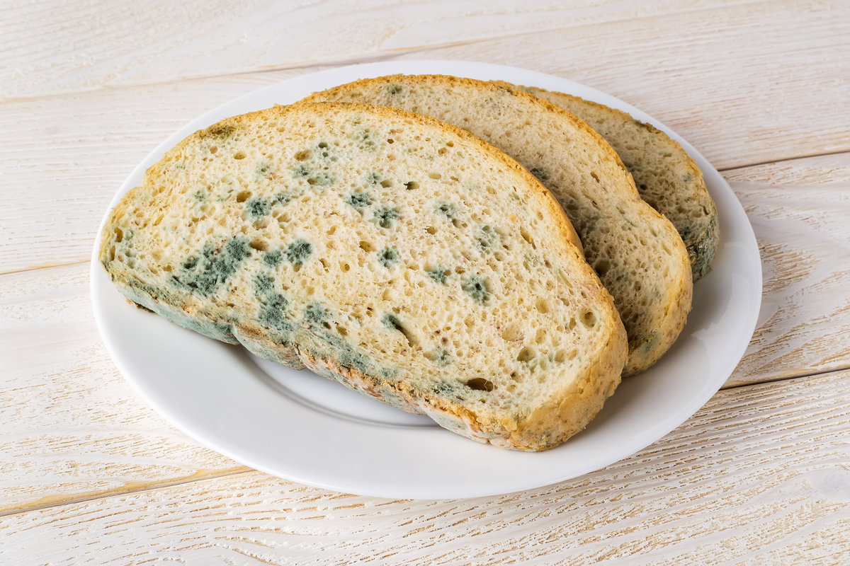 Verschimmeltes Brot
