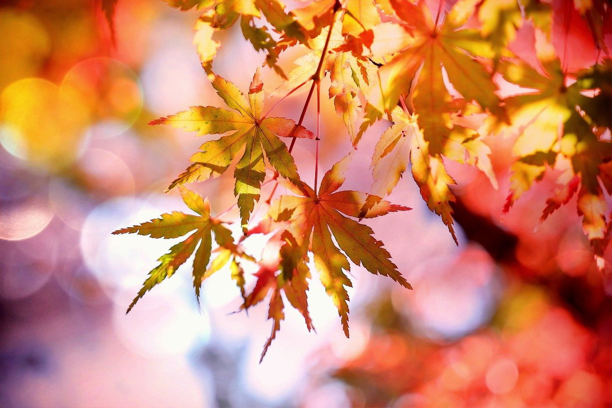 Herbstbilder