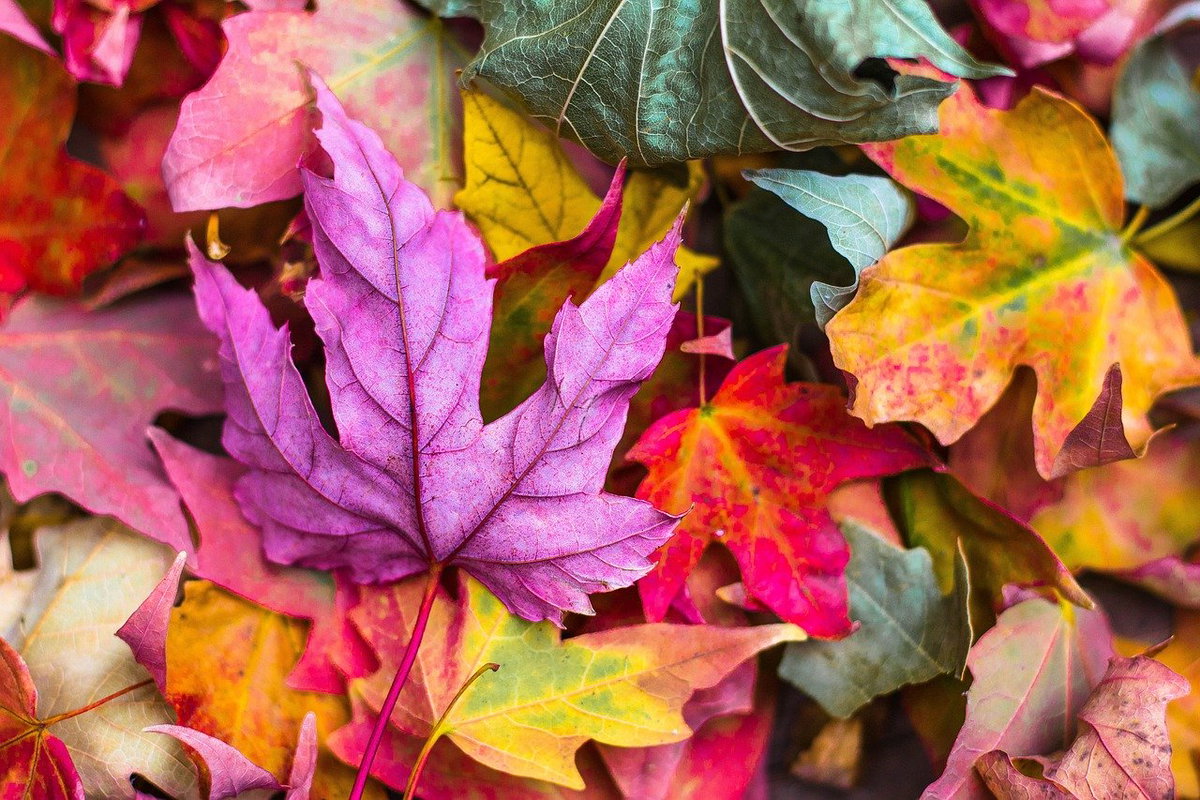 Herbstbilder