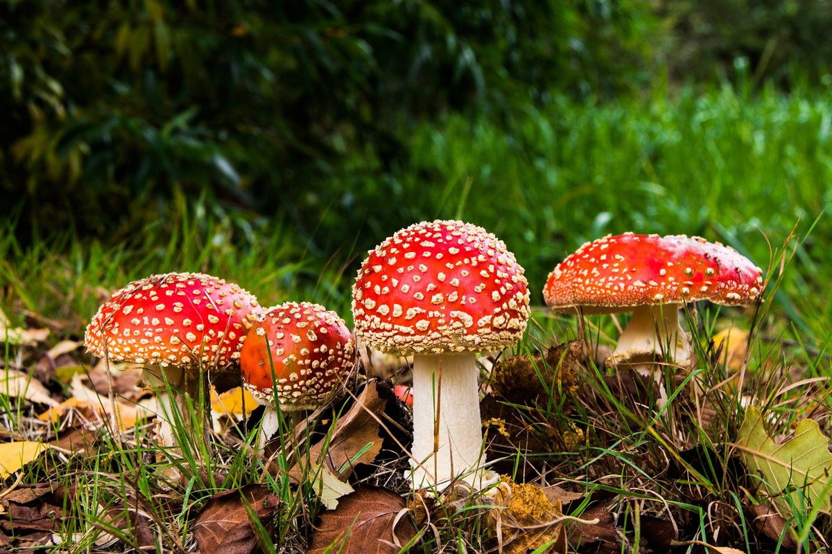 Herbstbilder