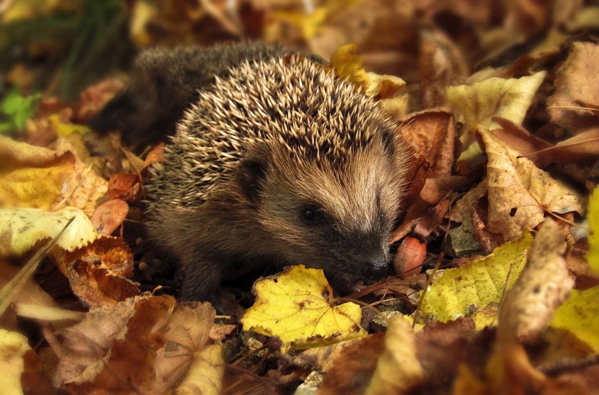 Herbstbilder