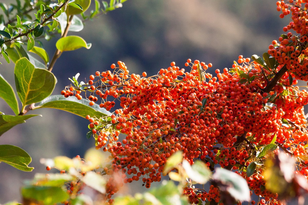 Herbstbilder