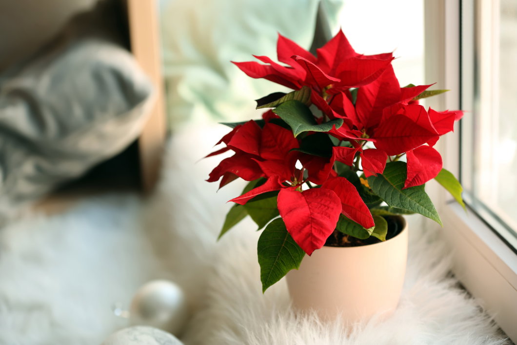 Weihnachtsstern