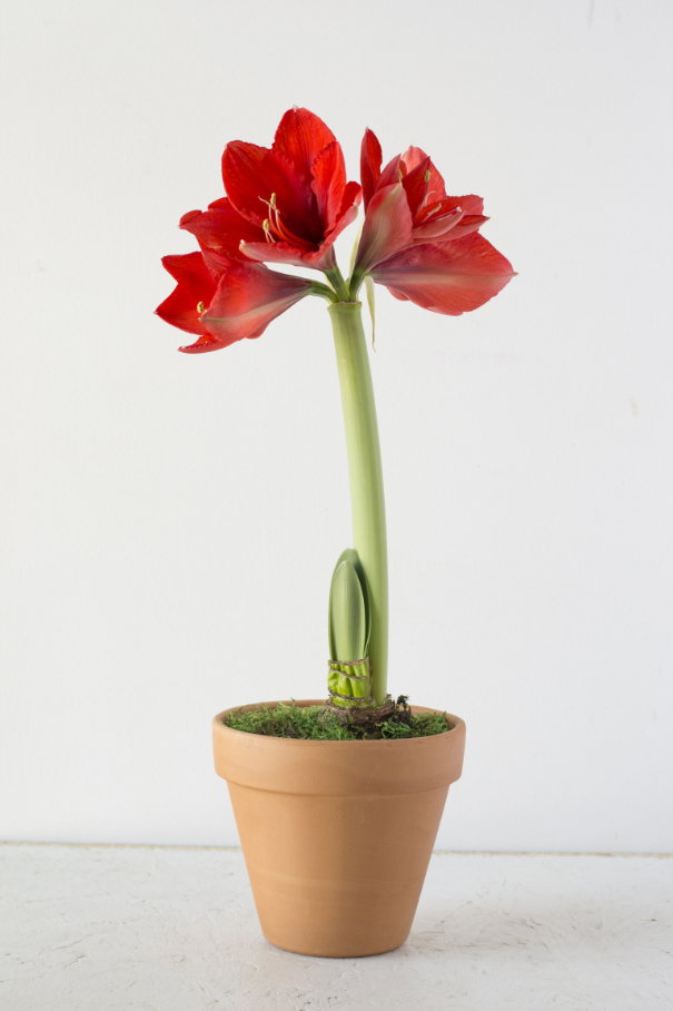 Amaryllis Sie möchten auch ein wenig Farbe zu Ihrem Grün? Dann entscheiden Sie sich für eine Amaryllis. Ihre prächtige Blüte sieht exotisch und anspruchsvoll aus – dabei ist die Blume gar nicht so schwer zu pflegen. Sie braucht regelmäßig Wasser und steht gern an hellen Orten. Achten Sie beim Kauf darauf, dass das Zwiebelgewächs noch nicht aufgeblüht ist.
