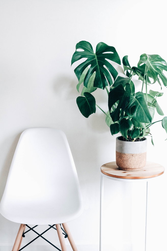 Monstera Auch Nicht-Pflanzenkenner haben diese Art schon einmal gesehen: Bei der Monstera handelt es sich um die klassische Wohnzimmerpflanze, die wieder total im Trend liegt. Ihre Anwesenheit verbreitet ein hübsches Dschungelfair. Toller Nebeneffekt: Bei Hitze kühlt sie unsere Raumtemperatur herunter. Und das Beste – sie ist super einfach zufrieden zu stellen. Ein schattiges Plätzchen und ab und an ein wenig Wasser!