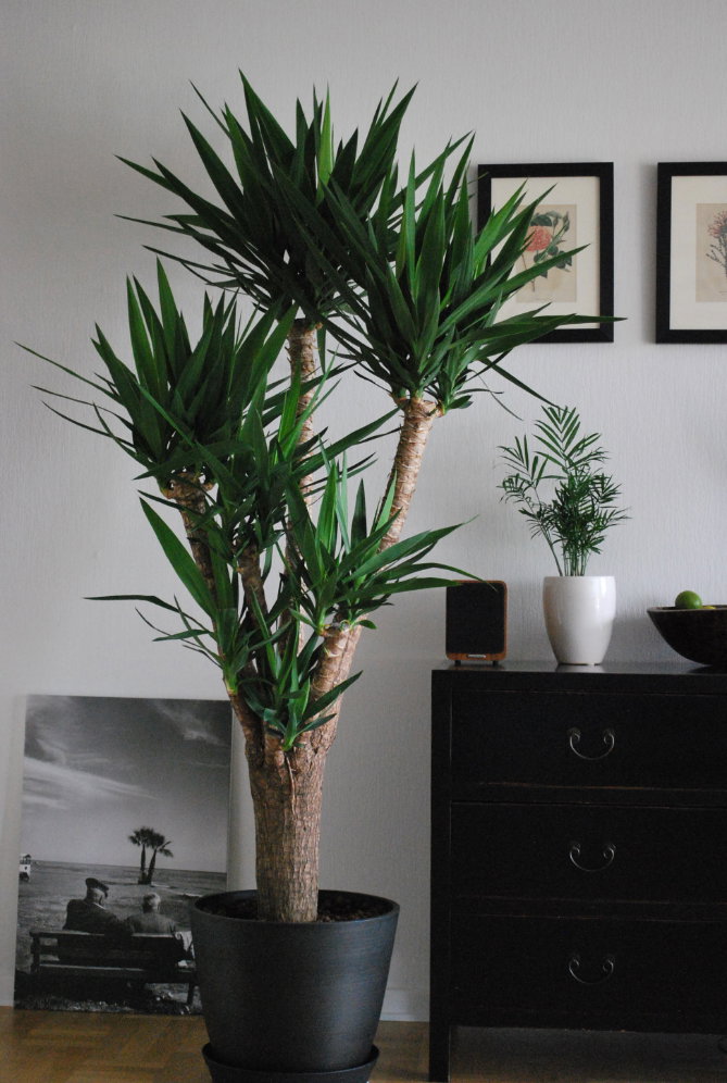 Yucca-Palme Ein grüner Klassiker: Die Yucca-Palme ist einerseits exotisch, dennoch in vielen Wohnzimmern zu finden. Und das aus gutem Grund! Ihre Heimat Mittelamerika bringt uns ein wenig warmen Flair in die eigenen vier Wände. Zudem ist sie sehr dekorativ und ganz einfach zu pflegen. Ab und an ein wenig Wasser, und die Yucca-Palme ist zufrieden.