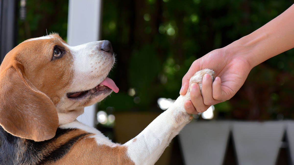 Ihr Hund gibt ständig Pfötchen? Das steckt dahinter