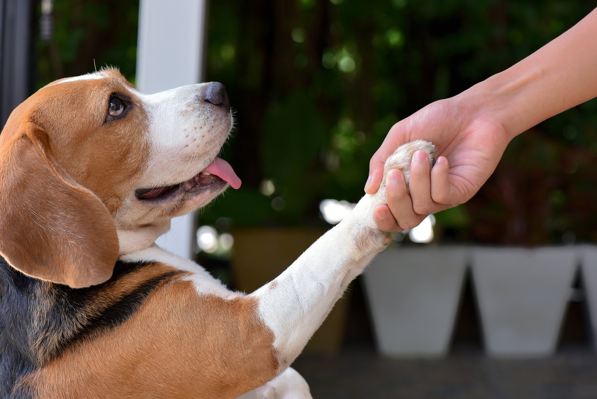 Beagle gibt Pfötchen