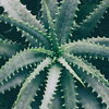 Aloe vera pflanzen: Anleitung und Tipps