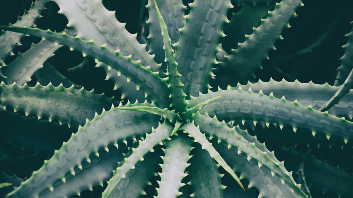 Aloe vera pflanzen: Anleitung und Tipps