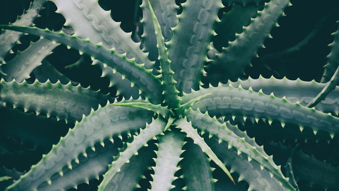 Aloe vera pflanzen: Anleitung und Tipps