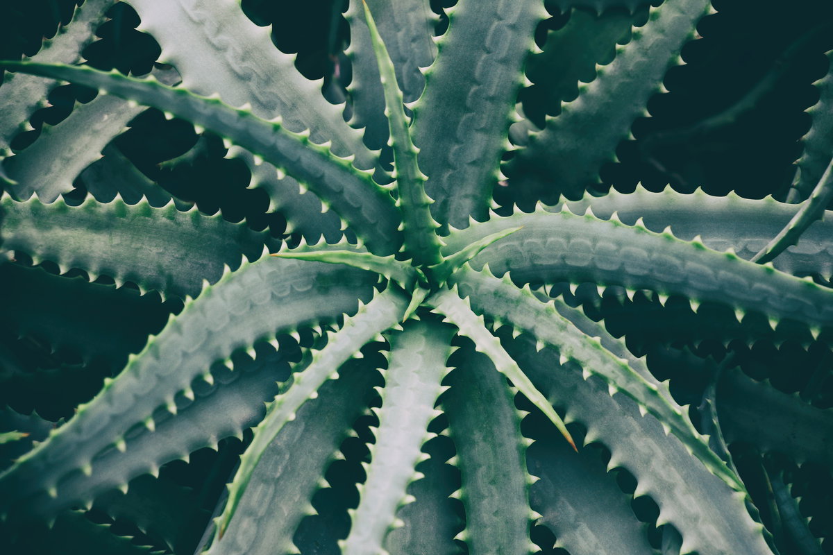 Aloe Vera