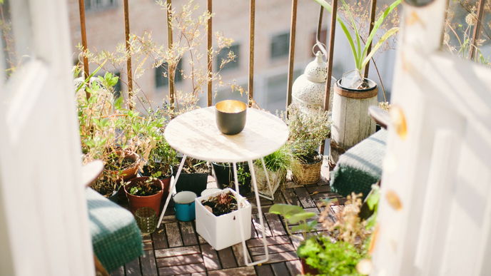 Balkon im Februar: 5 Pflanzen, die jetzt schon schön aussehen