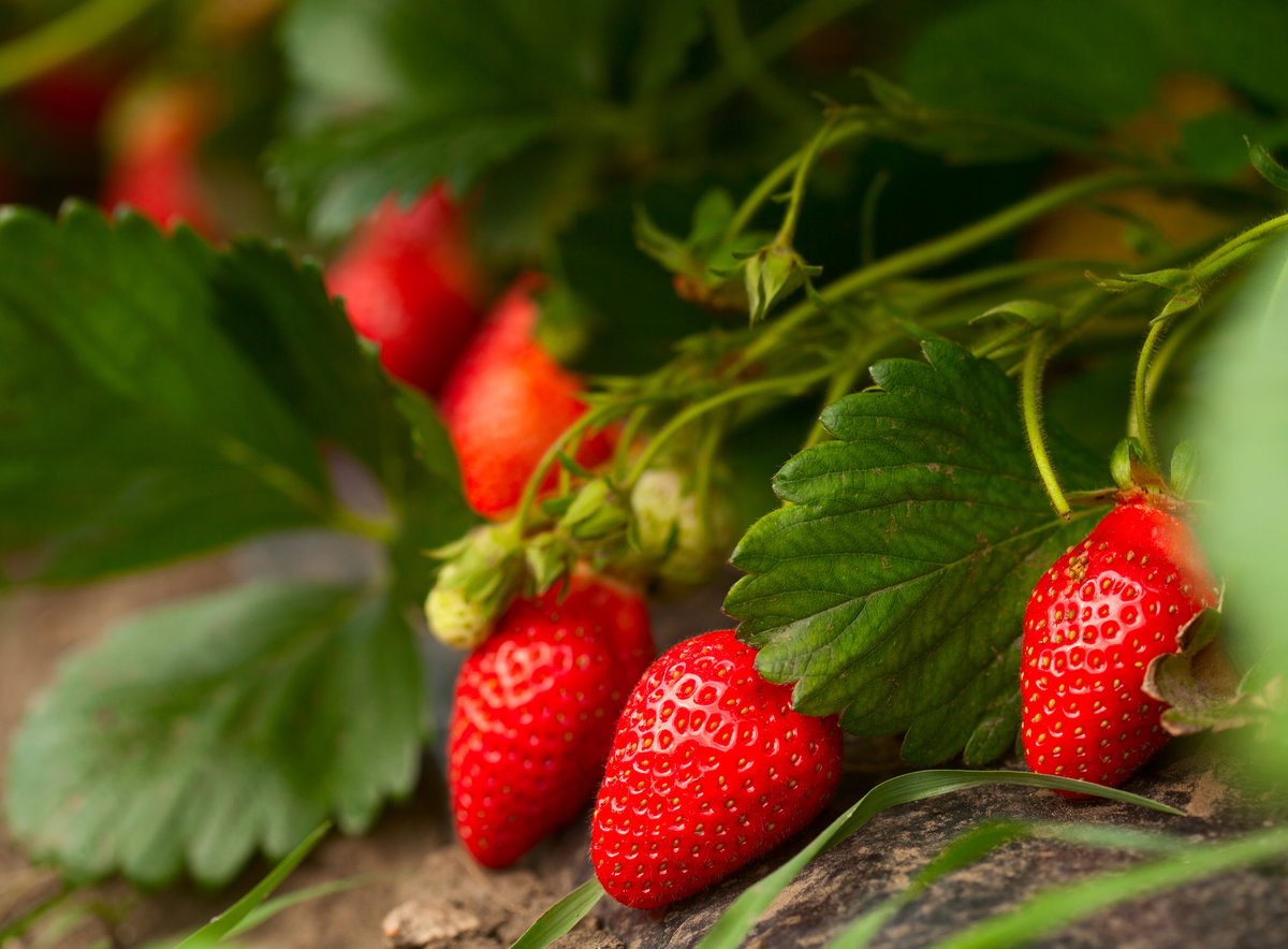 Erdbeeren