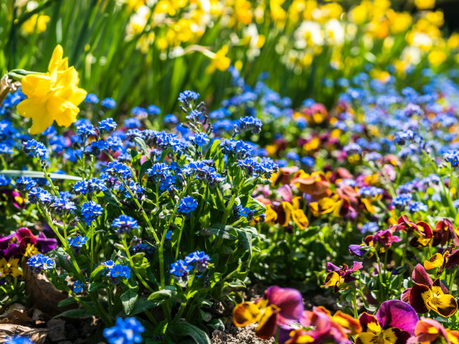 Blumenbeet mit Frühblühern