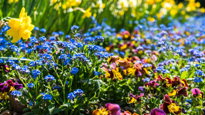 Frühlingsblumen: Die schönsten Pflanzen im Frühjahr