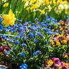 Frühlingsblumen: Die schönsten Pflanzen im Frühjahr