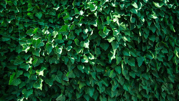5 immergrüne Pflanzen für den Garten