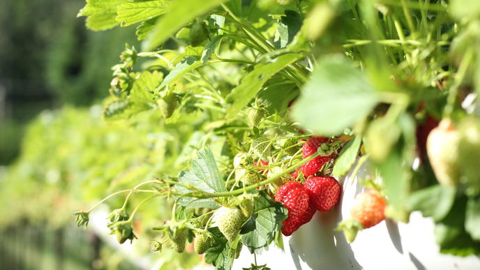 Erdbeeren selber pflanzen: Das sind die besten Tipps