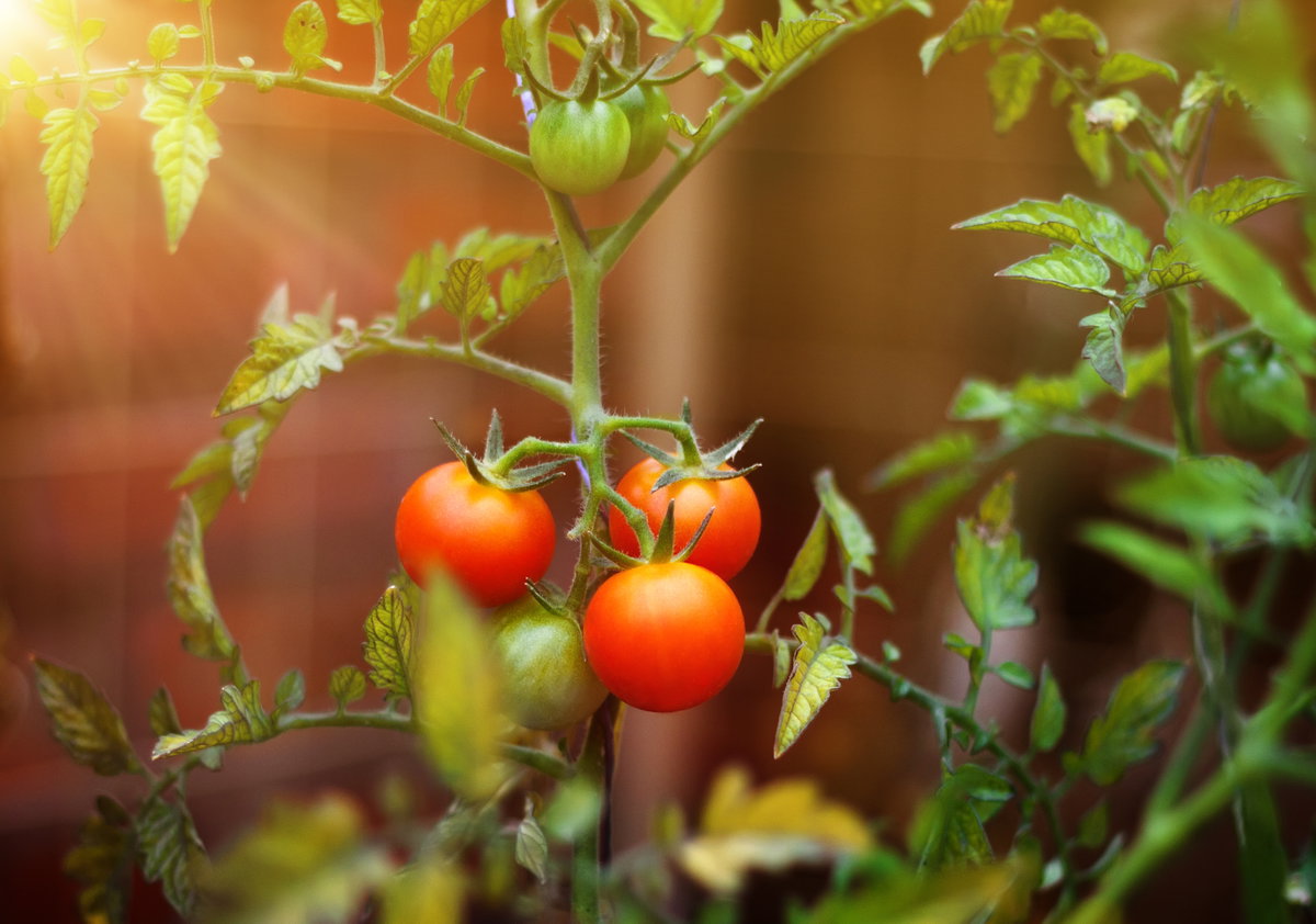 Tomatenpflanze