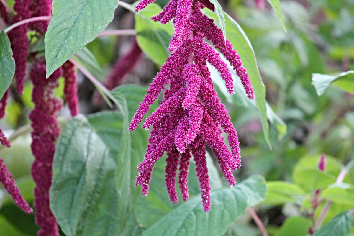 Garten-Fuchsschwanz Auch, wenn Sie von diesem Gewächs bisher noch nichts gehört haben: Die Körner kennen Sie aus dem Supermarkt. Der Garten-Fuchsschwanz trägt nämlich das trendige Superfood Amaranth. Problematisch an der aus Südamerika stammenden Pflanze ist jedoch seine unglaubliche Anzahl an Pollen, die das Leben von Allergikern und Asthmatikern im Garten ungenießbar machen.