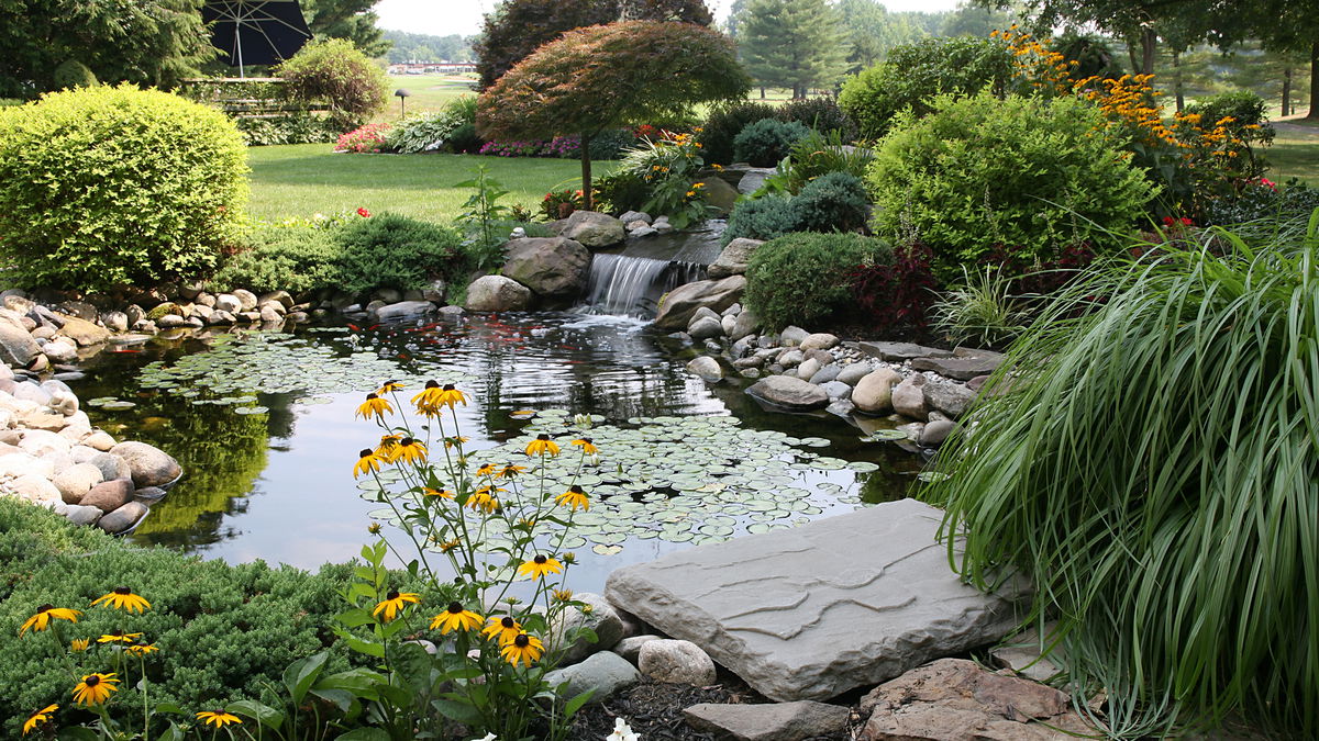Gartenteich: Diese 7 Pflanzen sind perfekt dafür