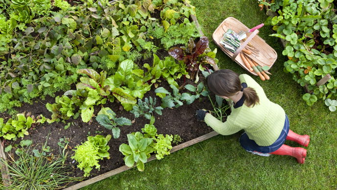 Gemüsegarten: 3 Sorten, die im Beet voneinander profitieren