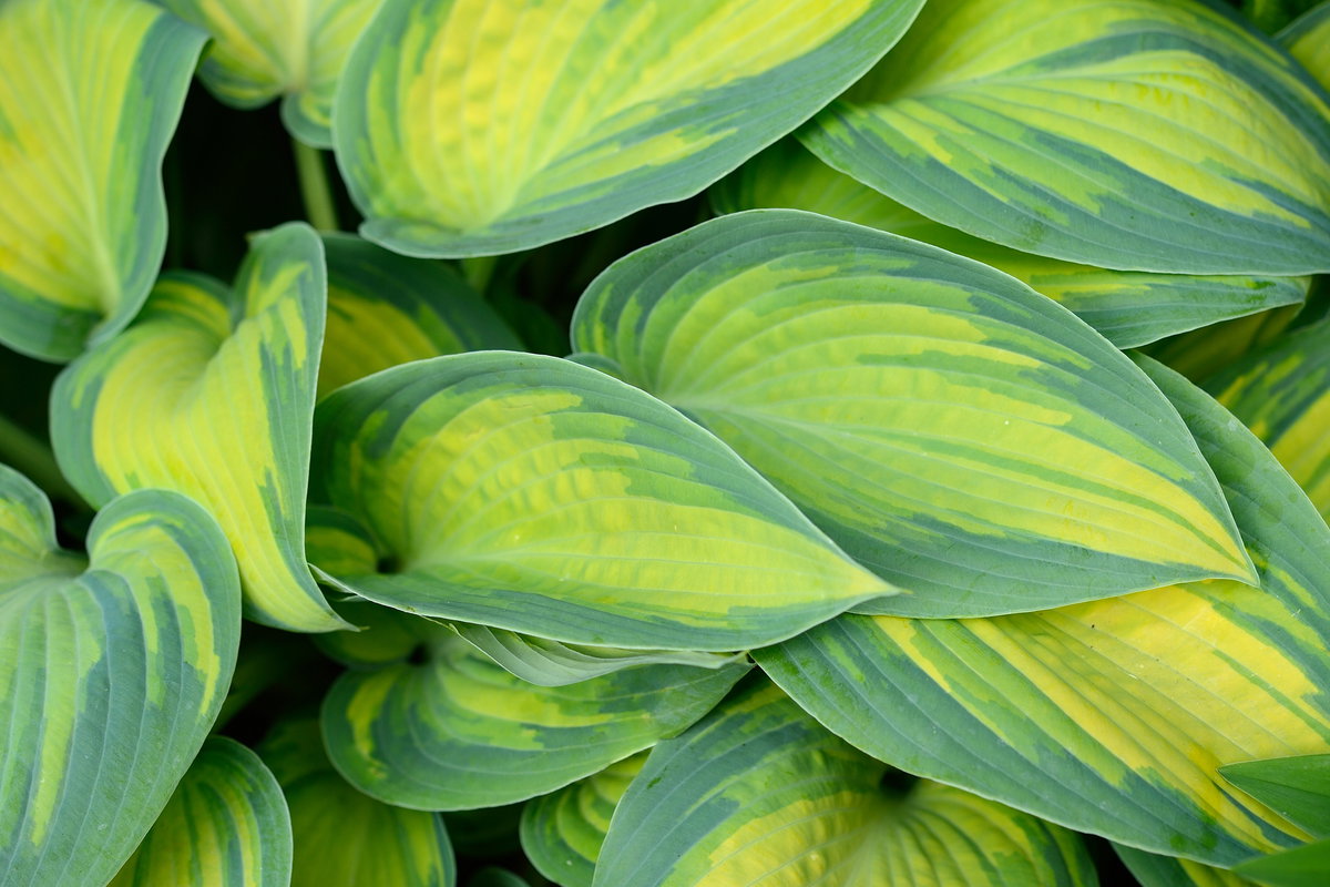 Funkie (Hosta)