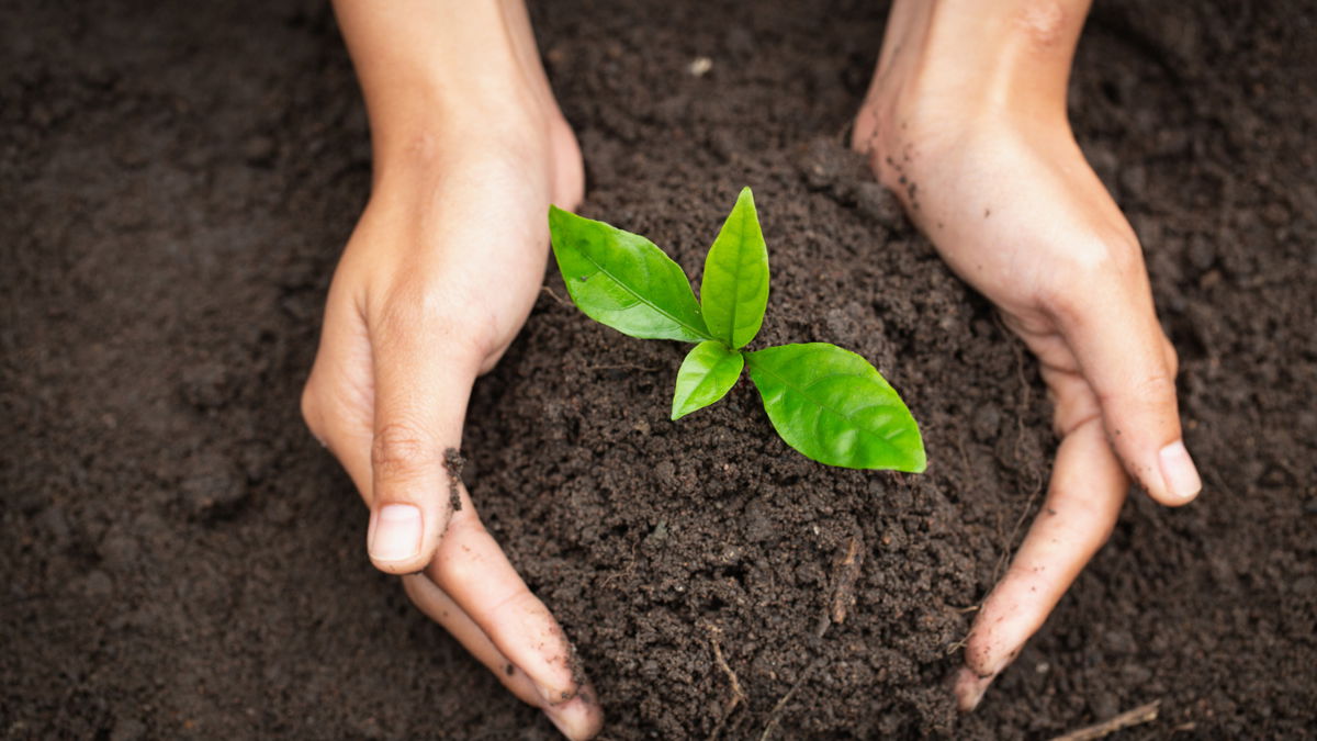 5 Tricks, wie Sie gute Blumenerde erkennen
