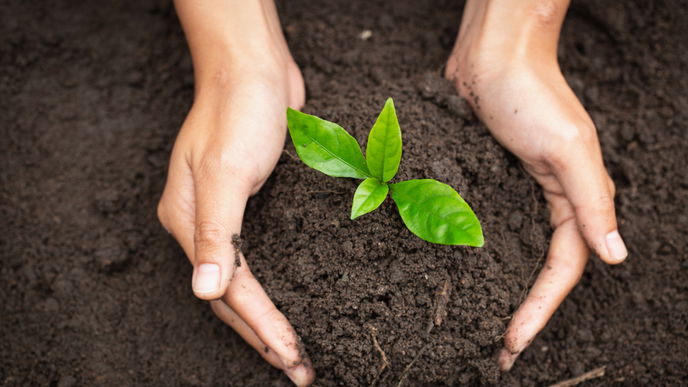 5 Tricks, wie Sie gute Blumenerde erkennen