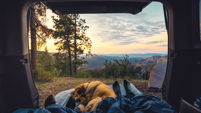 Camping 2023: 4 Must-haves, wenn Sie mit Hund verreisen