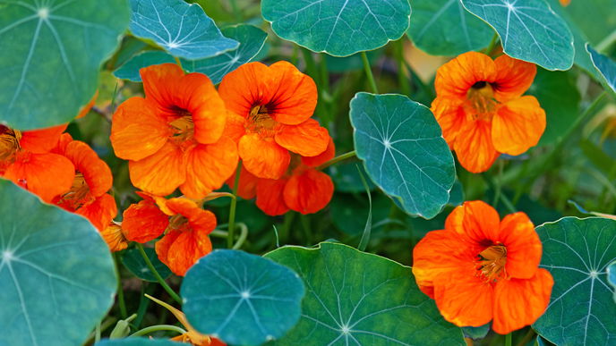 Garten gestalten: 5 Kräuter, die sich perfekt als Bodendecker eignen