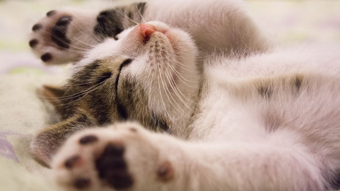 Quiz: Wie gut kennen Sie sich mit Katzen aus?