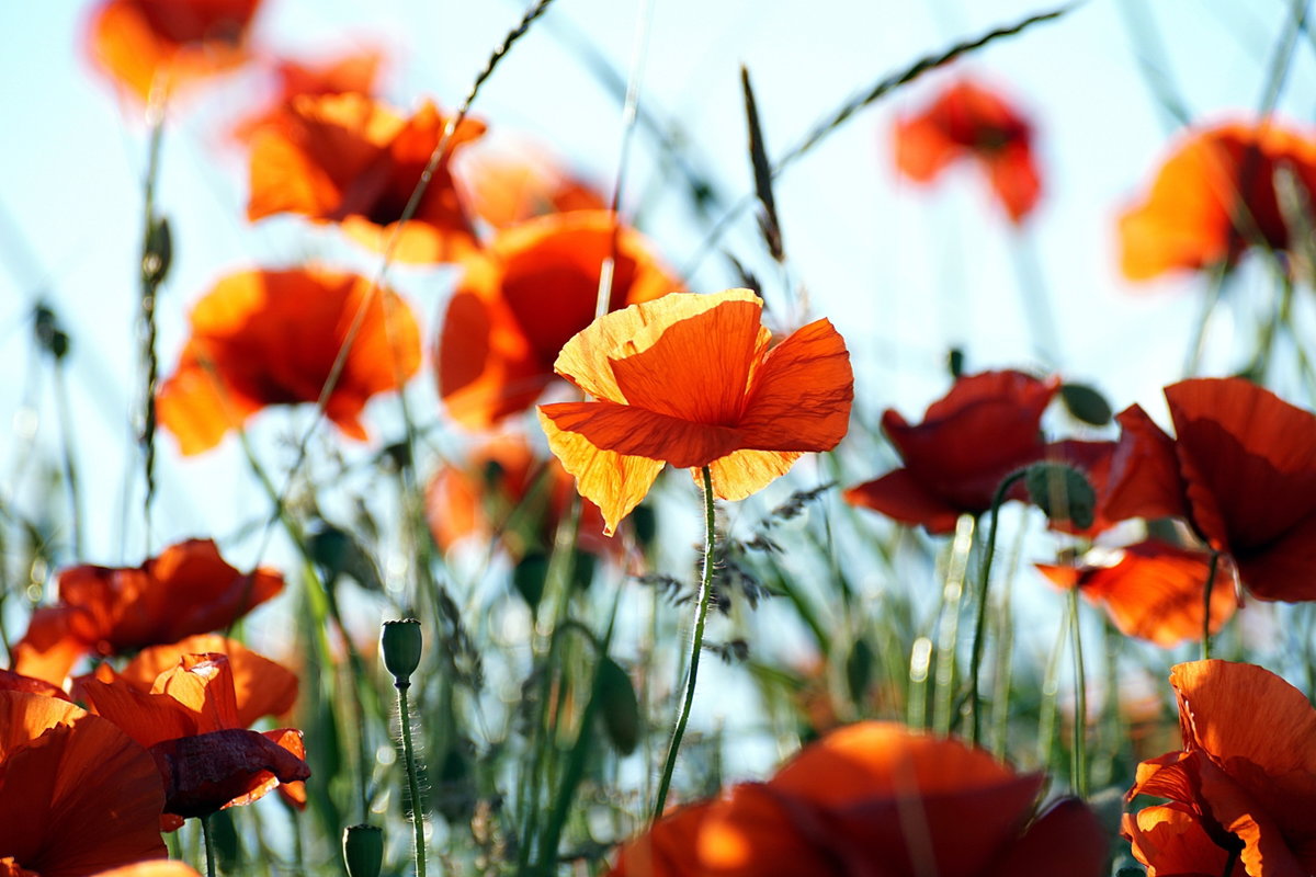 Klatschmohn