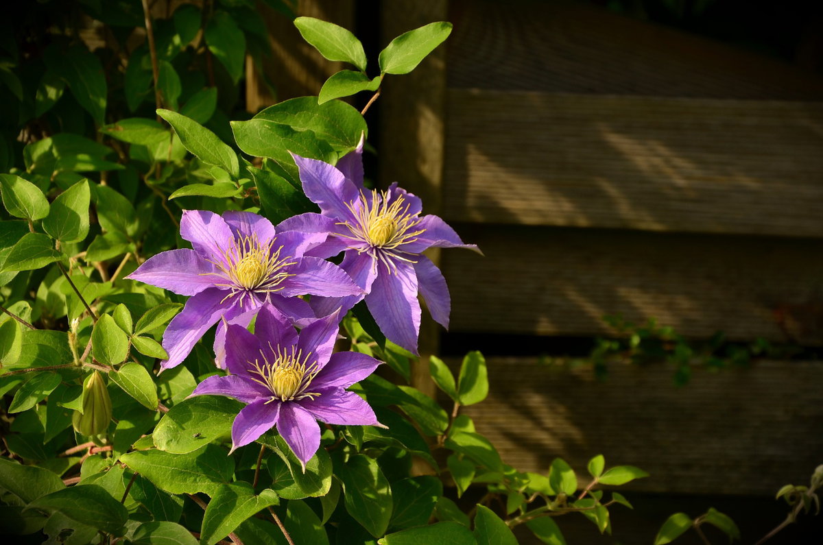 Die Clematis blüht prunkvoll und rankt sich schnell dekorativ um eine aufgestellte Rankhilfe .