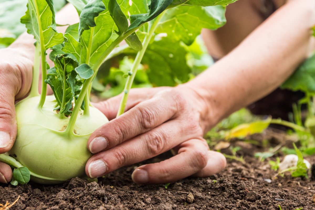 Kohlrabi